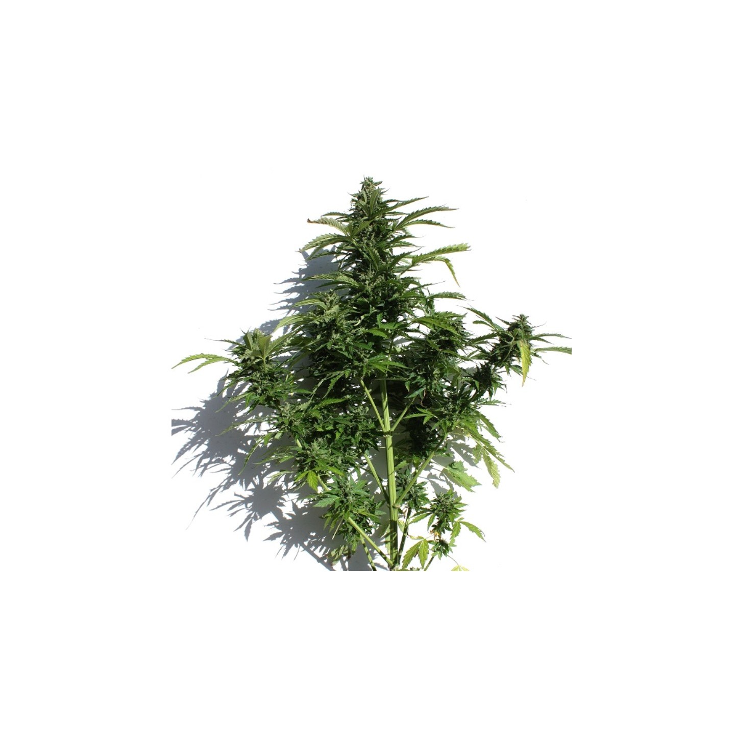 Caseus Auto de V Elementum Seeds