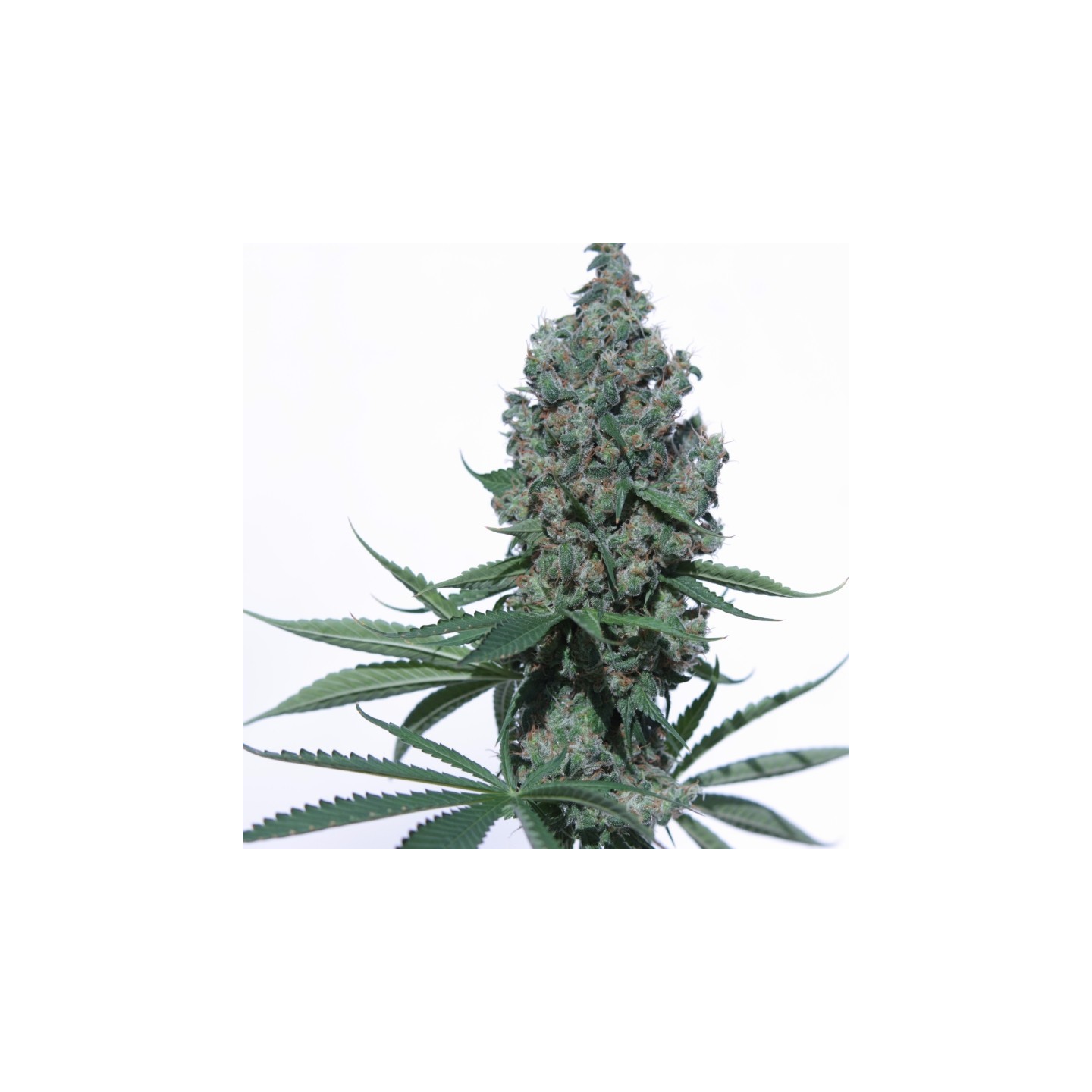 K8 de V Elementum Seeds