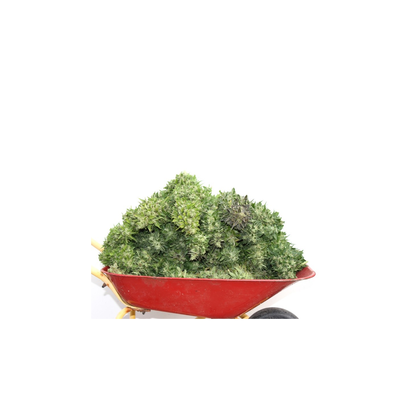 Mix Auto de V Elementum Seeds