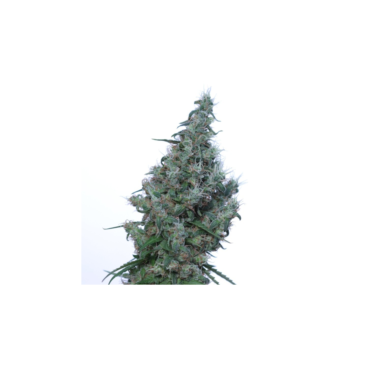 Papaya de V Elementum Seeds