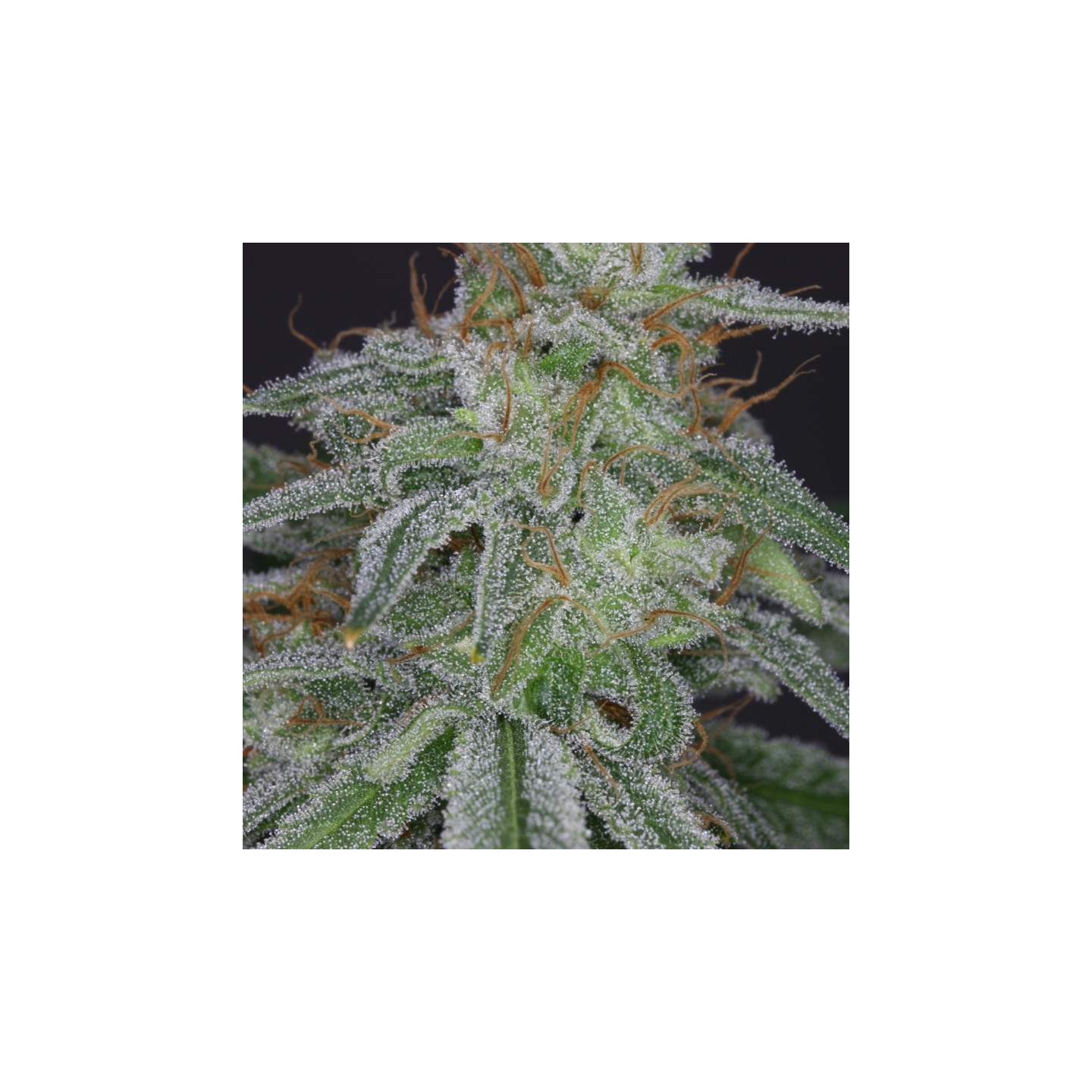 Star de V Elementum Seeds