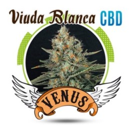 Viuda Blanca Cbd Feminizada de Venus Genetics