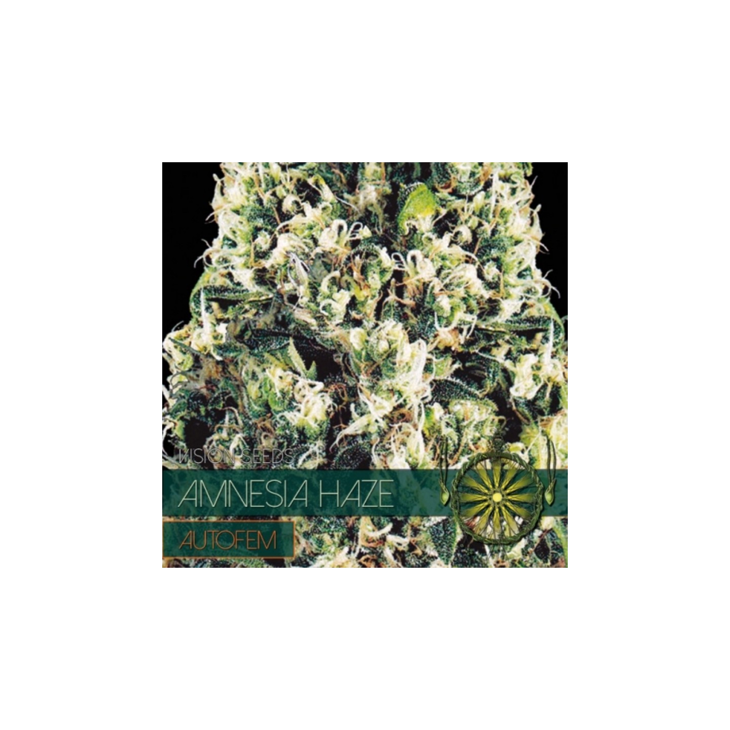 Amnesia Haze Autofloreciente Feminizada (Etiqueta Francesa) de