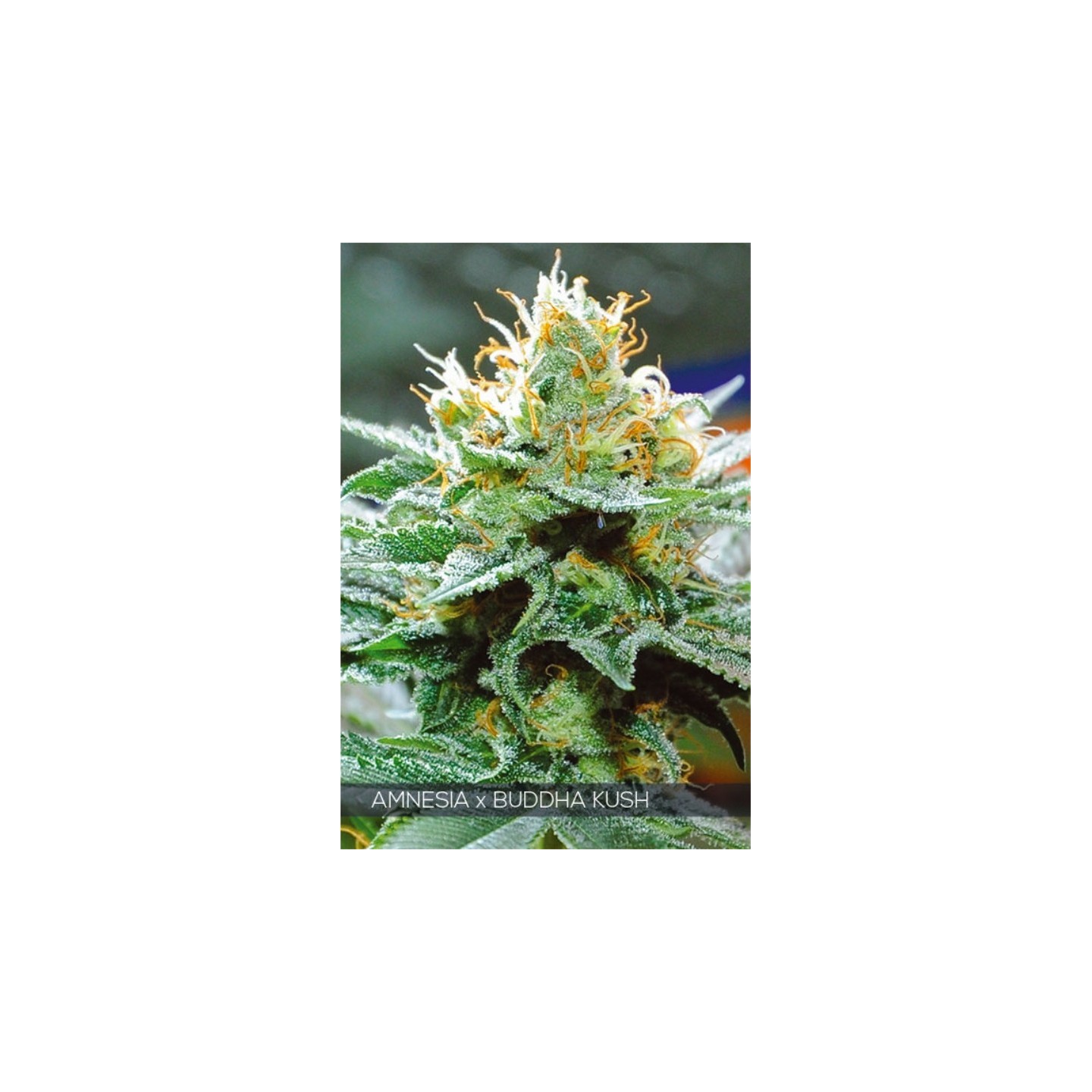 Amnesia X Buddha Kush de Vision Seeds