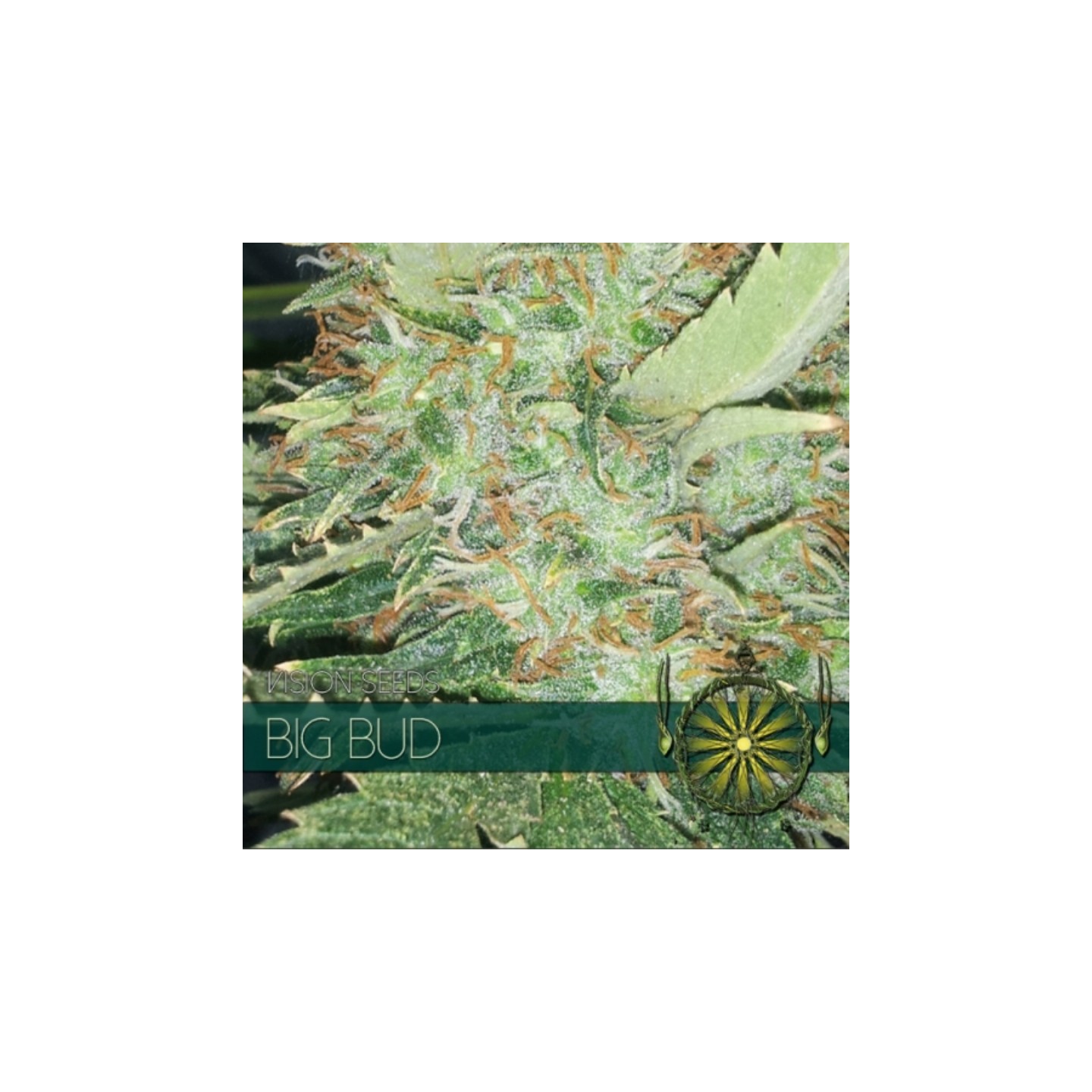 Big Bud Feminizada (Etiqueta Francesa) de Vision Seeds