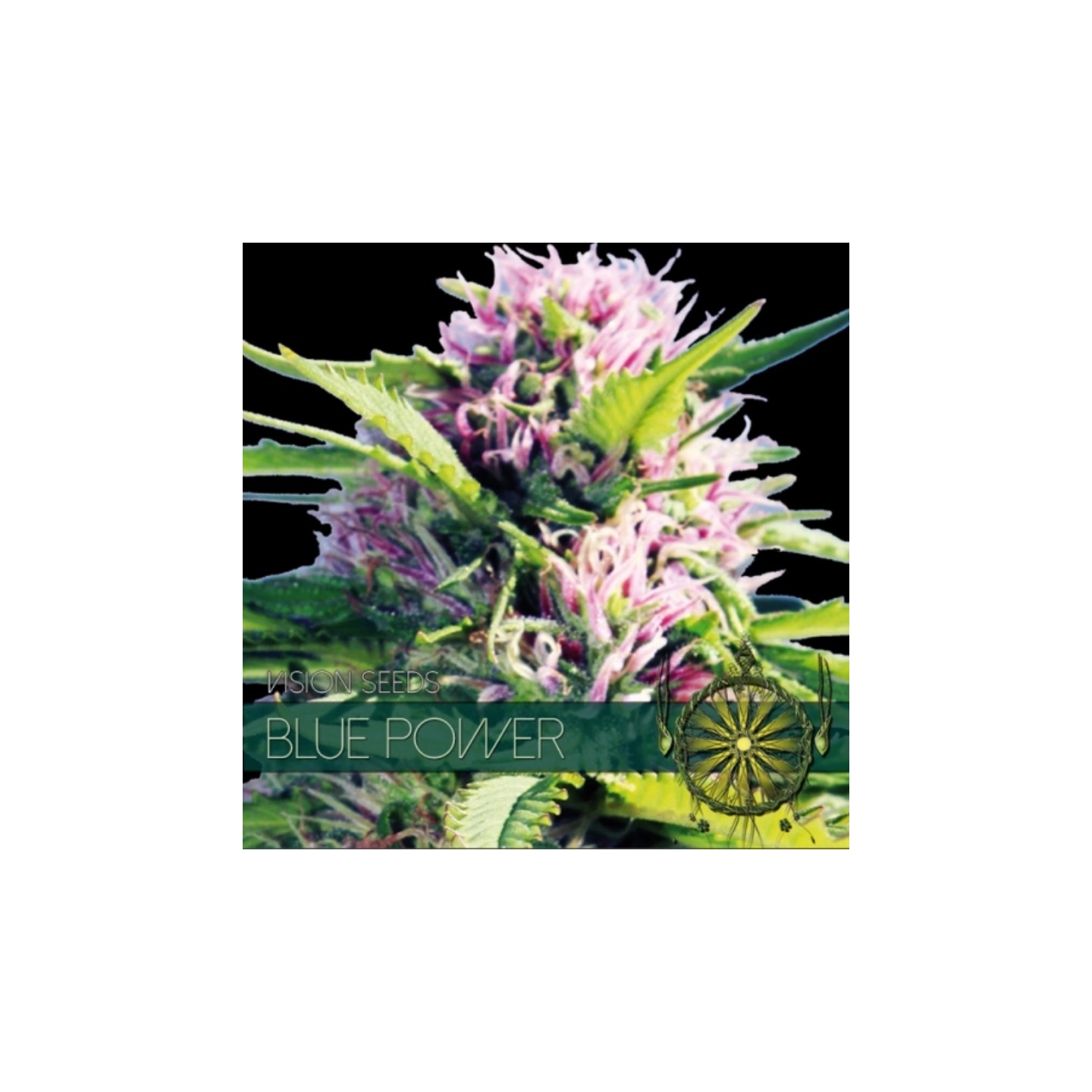 Blue Power Feminizada (Etiqueta Francesa) de Vision Seeds