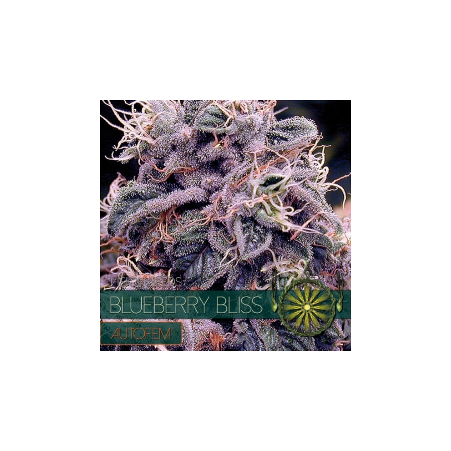 Blueberry Bliss Autoflowering Feminizada (Etiqueta Francesa) de