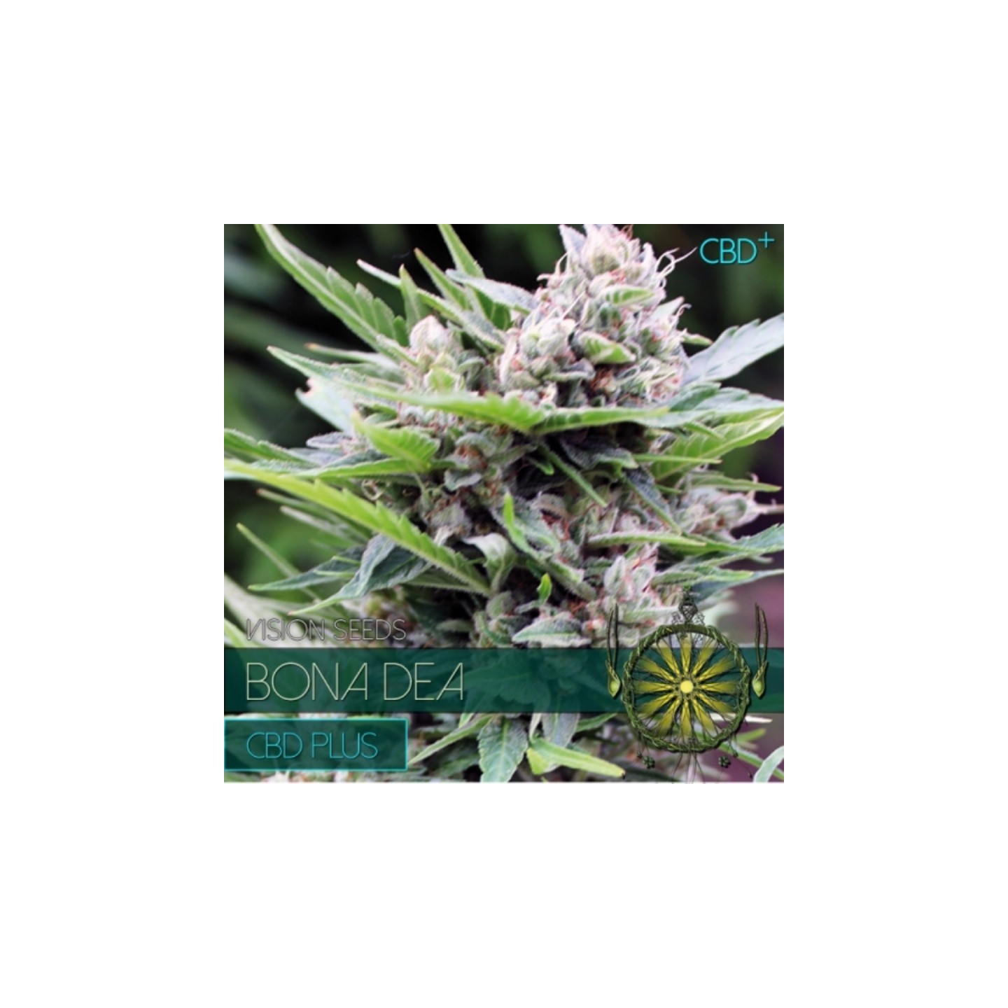 Bona Dea - Cbd+ Feminizada (Etiqueta Francesa) de Vision Seeds