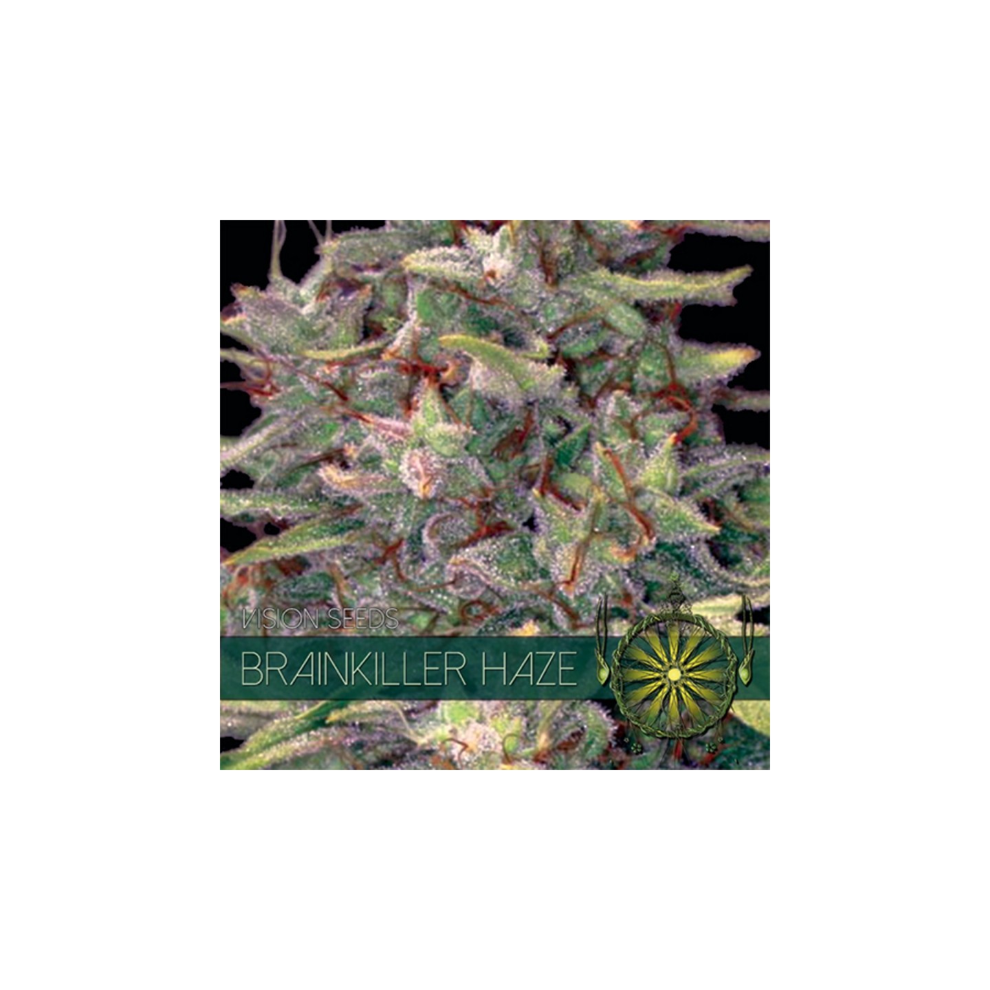 Brainkiller Haze Feminizada (Etiqueta Francesa) de Vision Seeds
