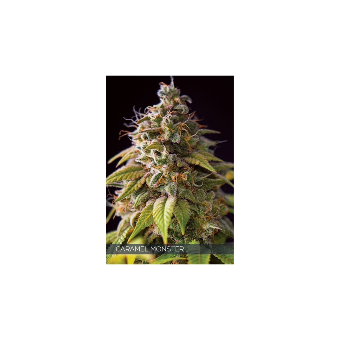 Caramel Monster de Vision Seeds