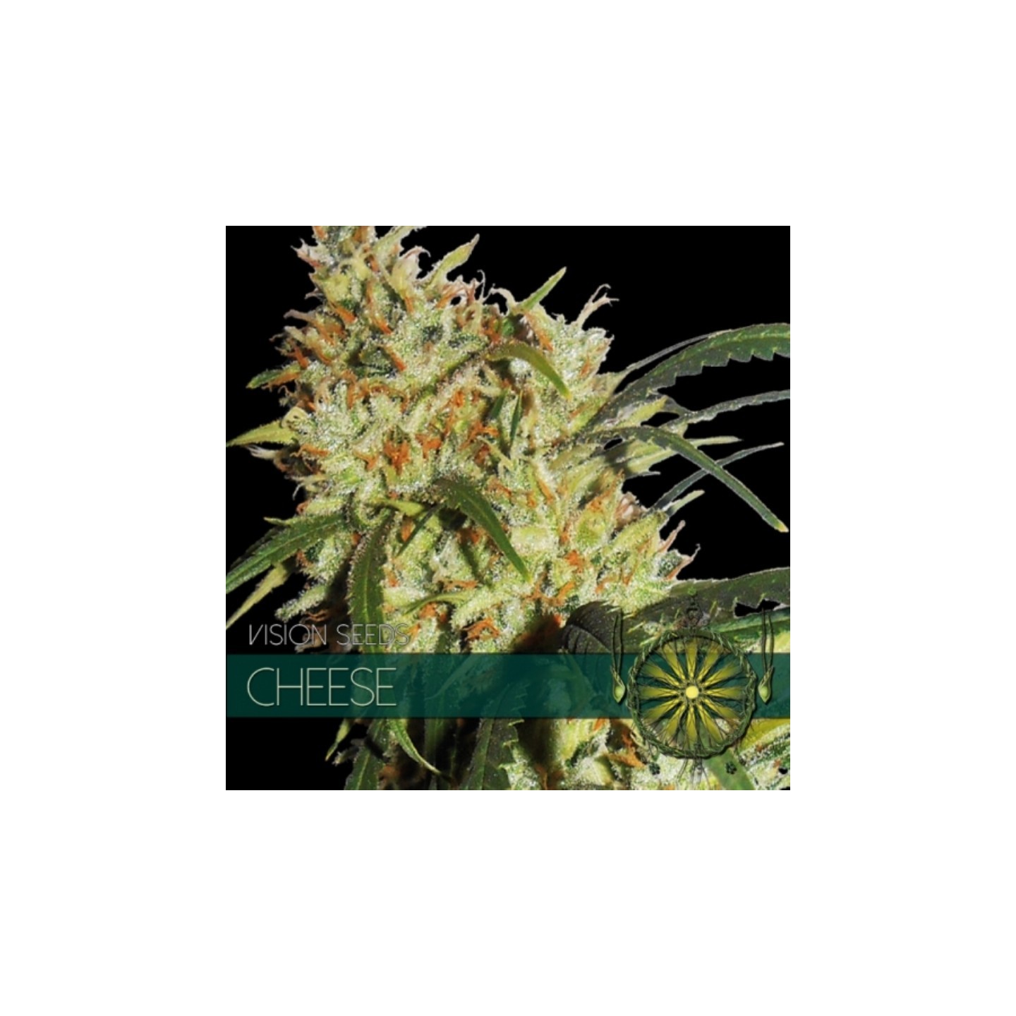 Cheese Feminizada (Etiqueta Francesa) de Vision Seeds