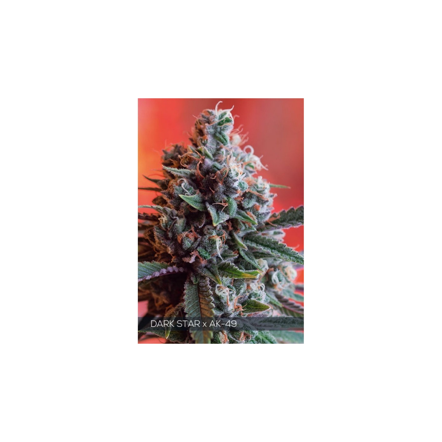 Dark Star X Ak-49 de Vision Seeds