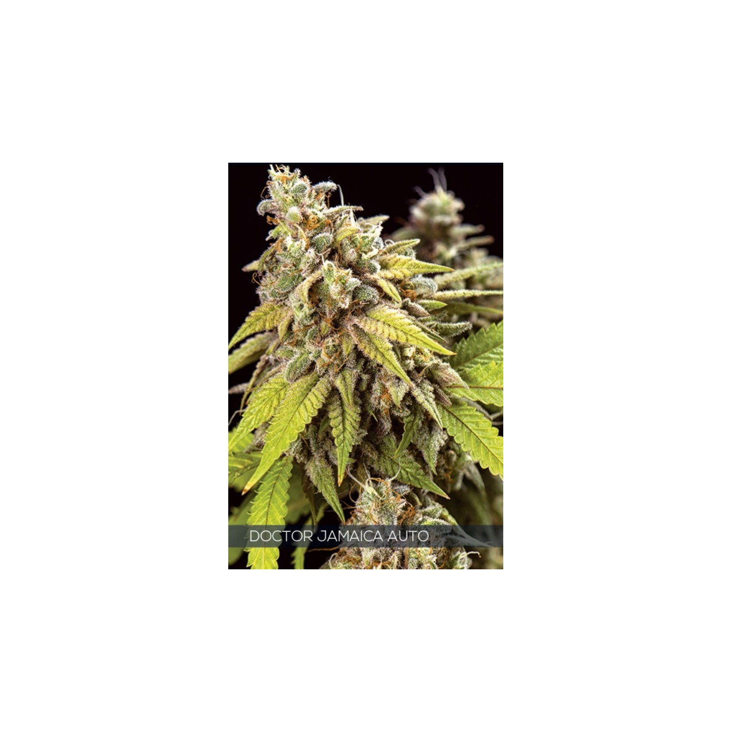 Doctor Jamaica Auto de Vision Seeds