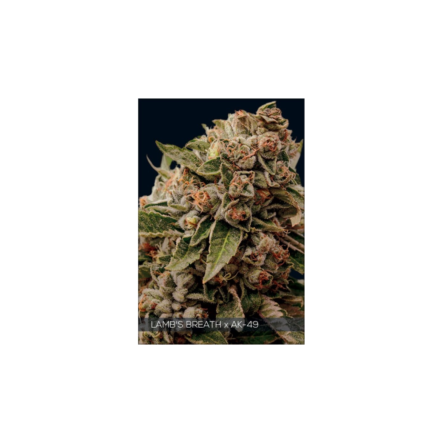 Lambs Breath X Ak-49 de Vision Seeds