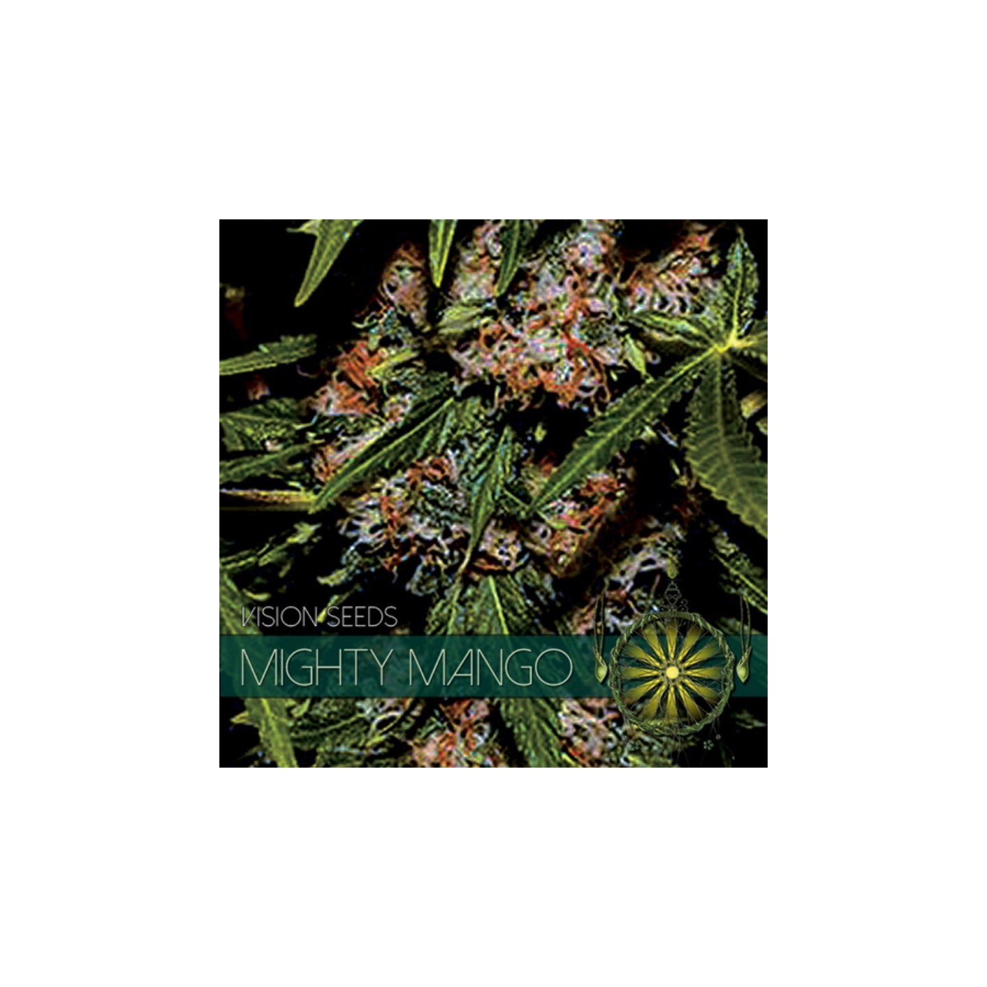 Mighty Mango Bud Feminizada (Etiqueta Francesa) de Vision Seeds