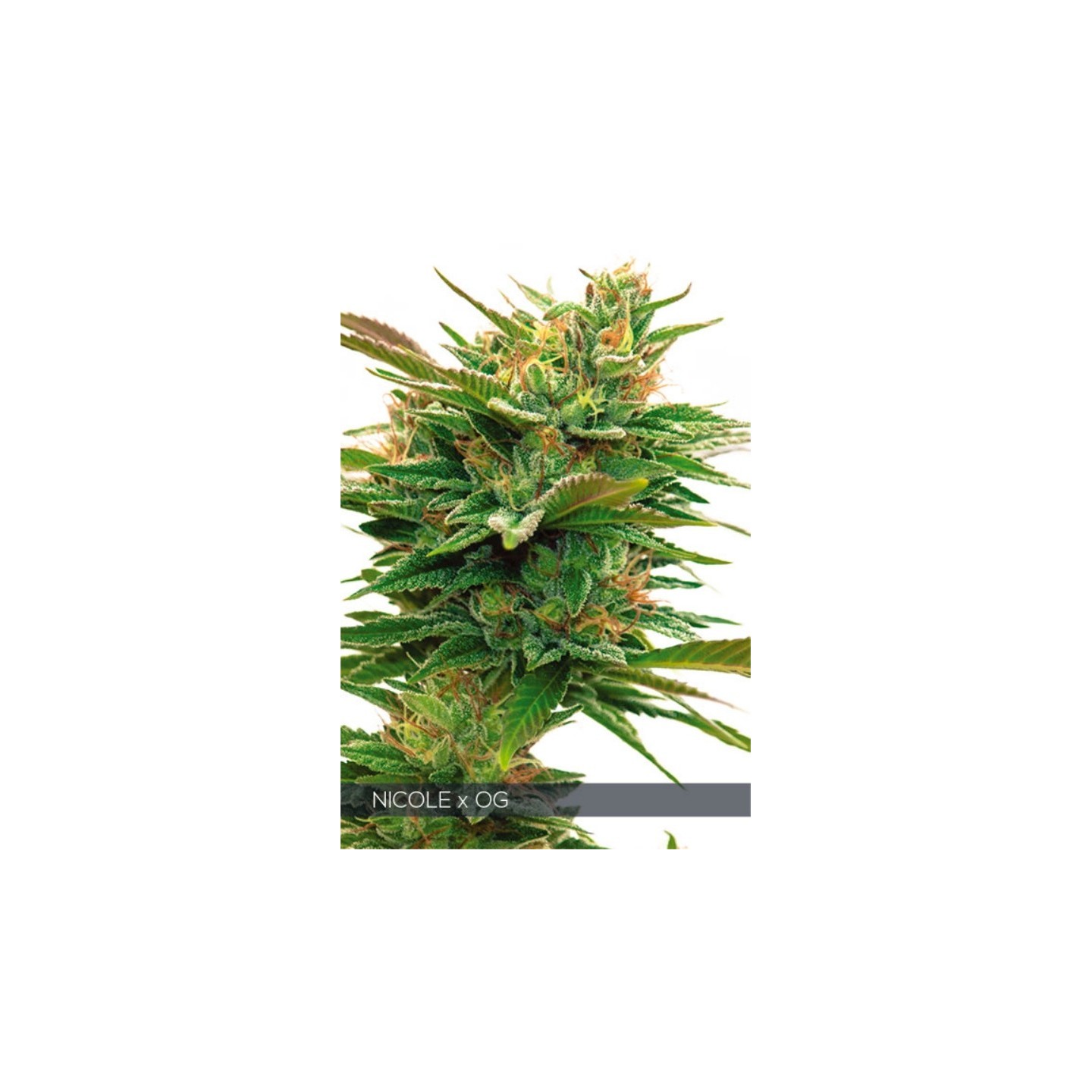 Nicole X Og de Vision Seeds