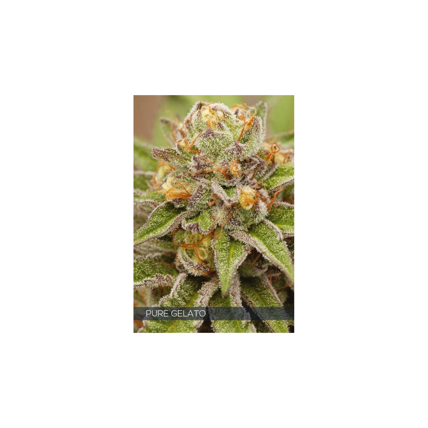 Pure Gelato de Vision Seeds