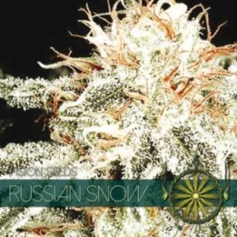 Russian Snow Feminizada (Etiqueta Francesa) de Vision Seeds
