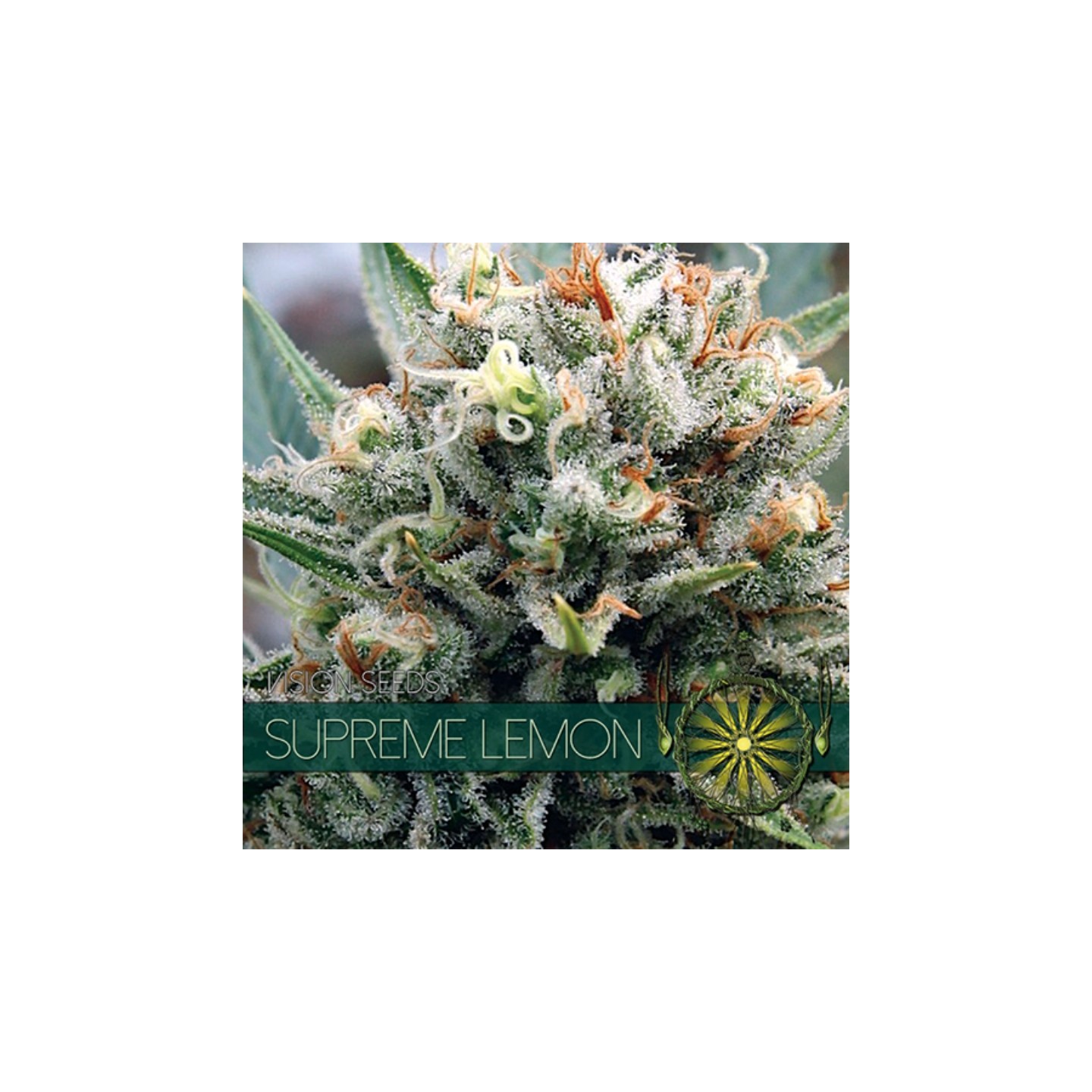 Supreme Lemon Feminizada (Etiqueta Francesa) de Vision Seeds