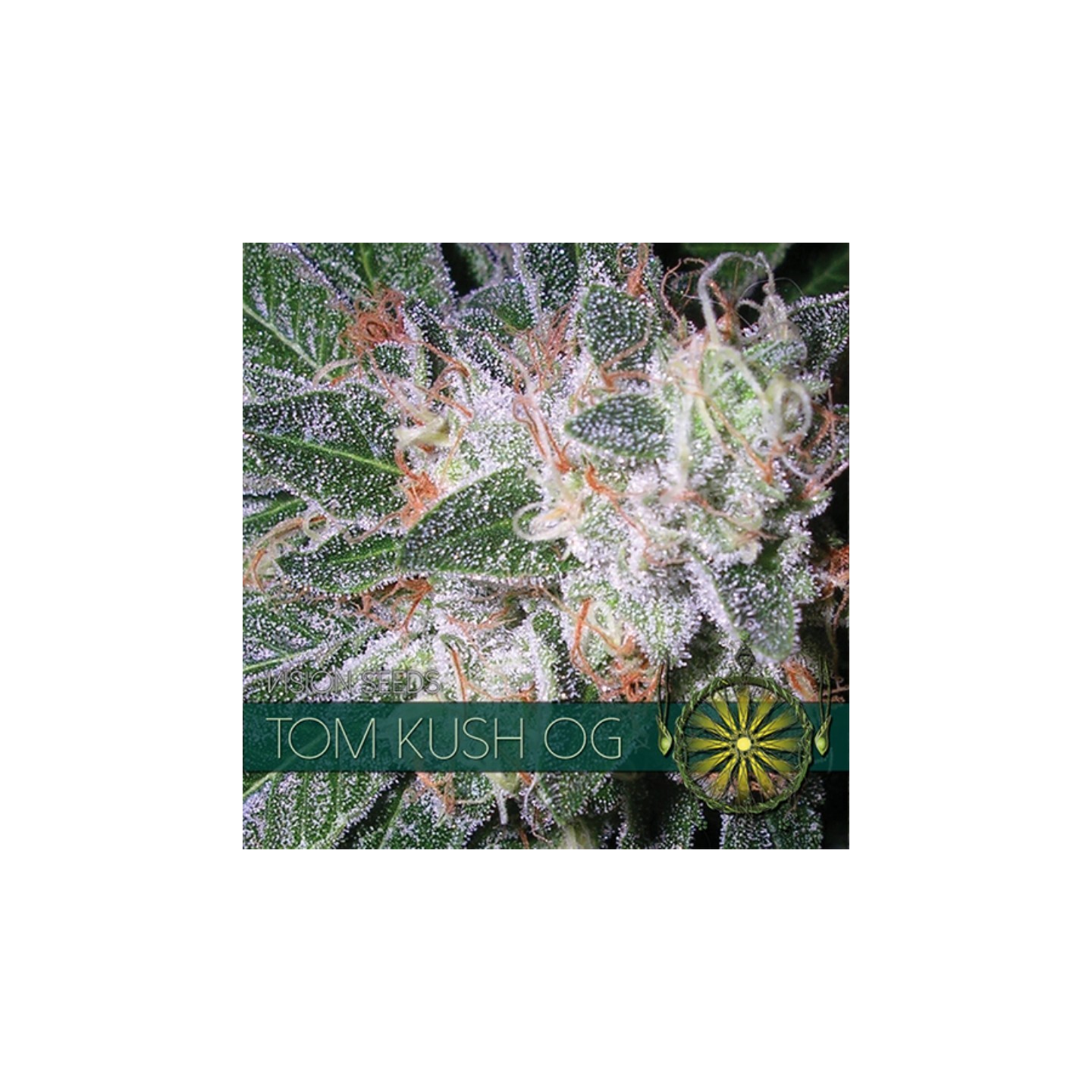 Tom Kush Og Feminizada (Etiqueta Francesa) de Vision Seeds