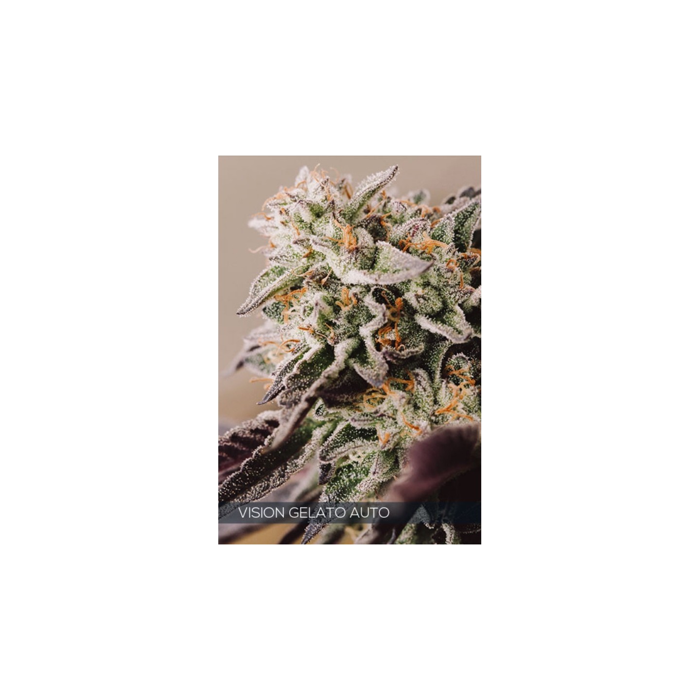 Vision Gelato Auto de Vision Seeds