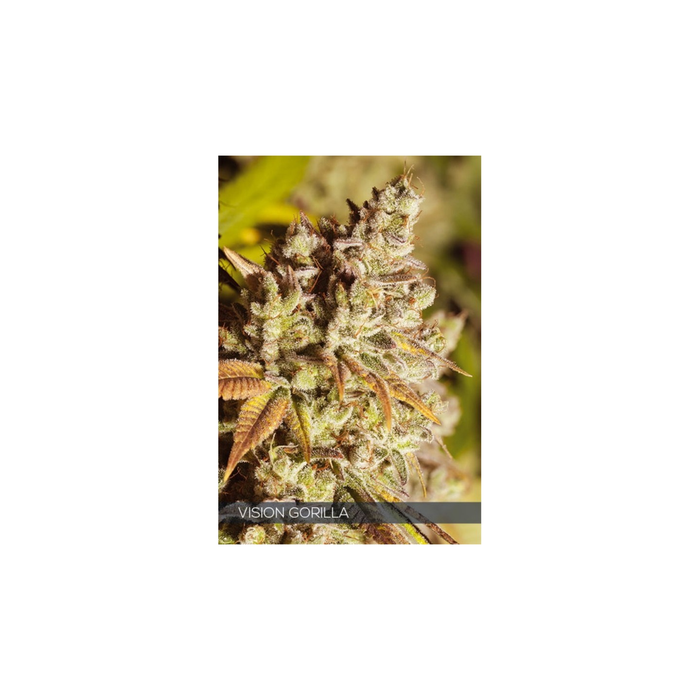 Vision Gorilla de Vision Seeds