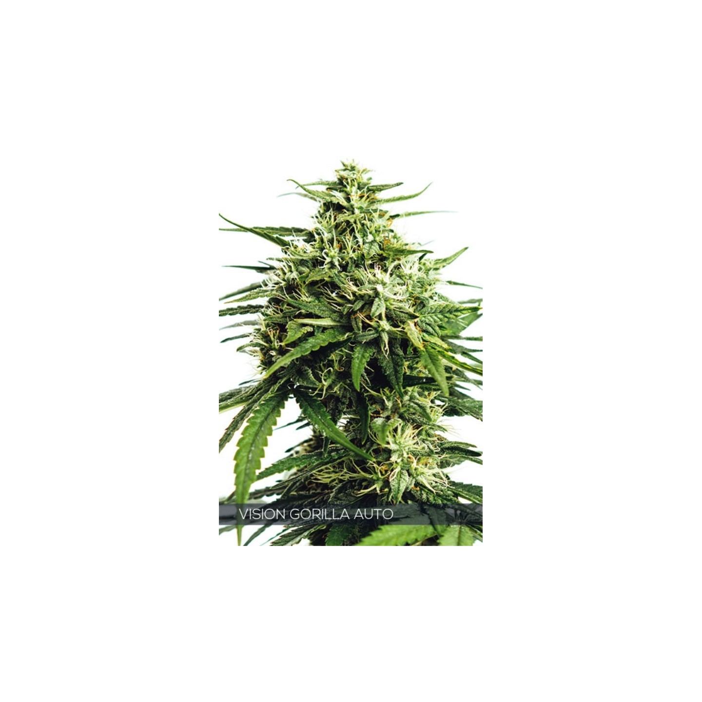 Vision Gorilla Auto de Vision Seeds
