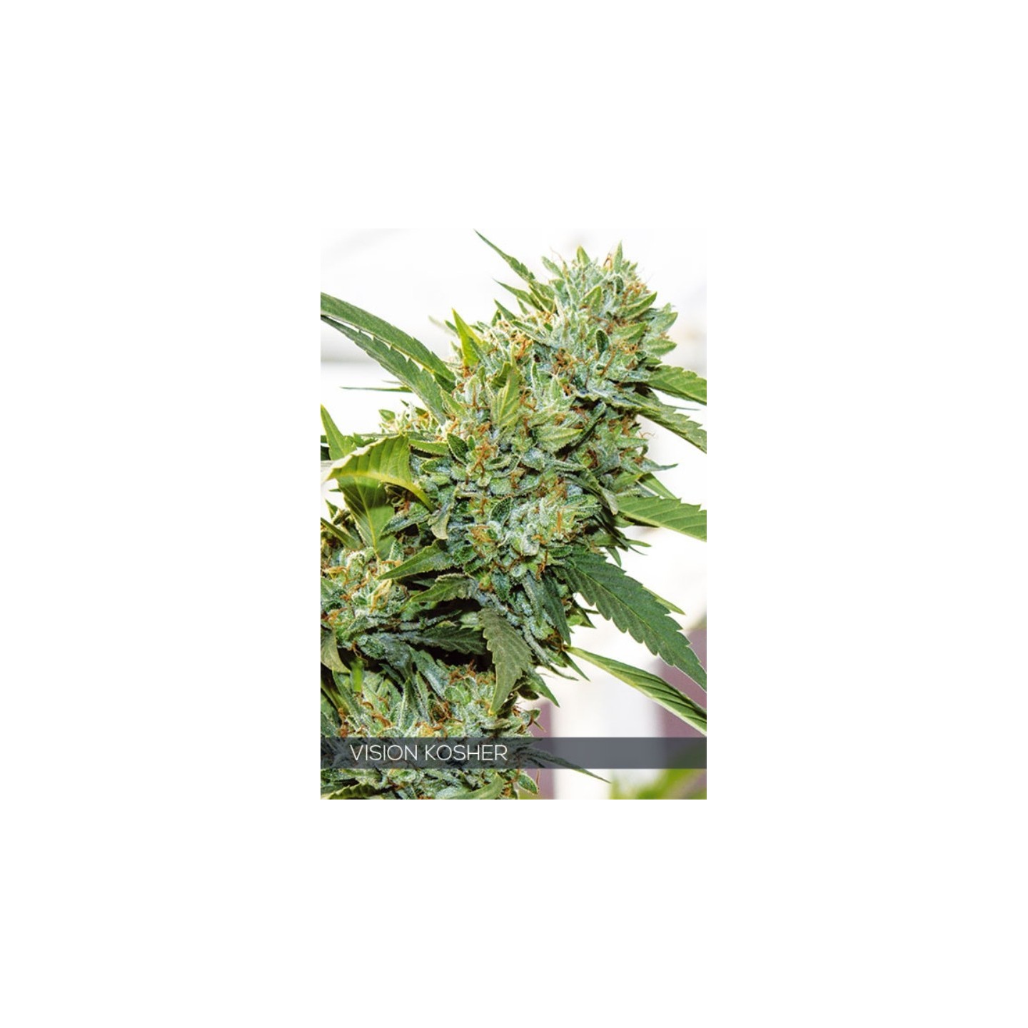 Vision Kosher de Vision Seeds
