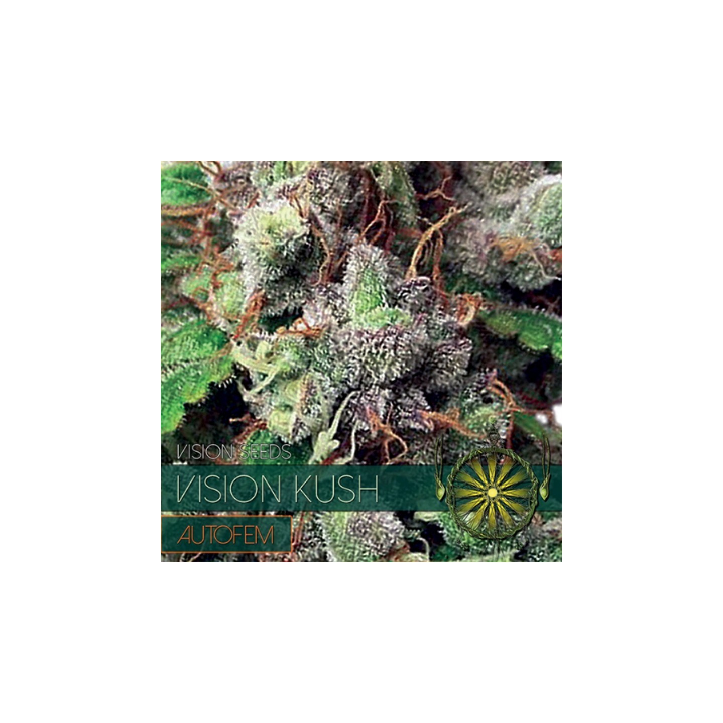 Vision Kush Autofloreciente Feminizada (Etiqueta Francesa) de
