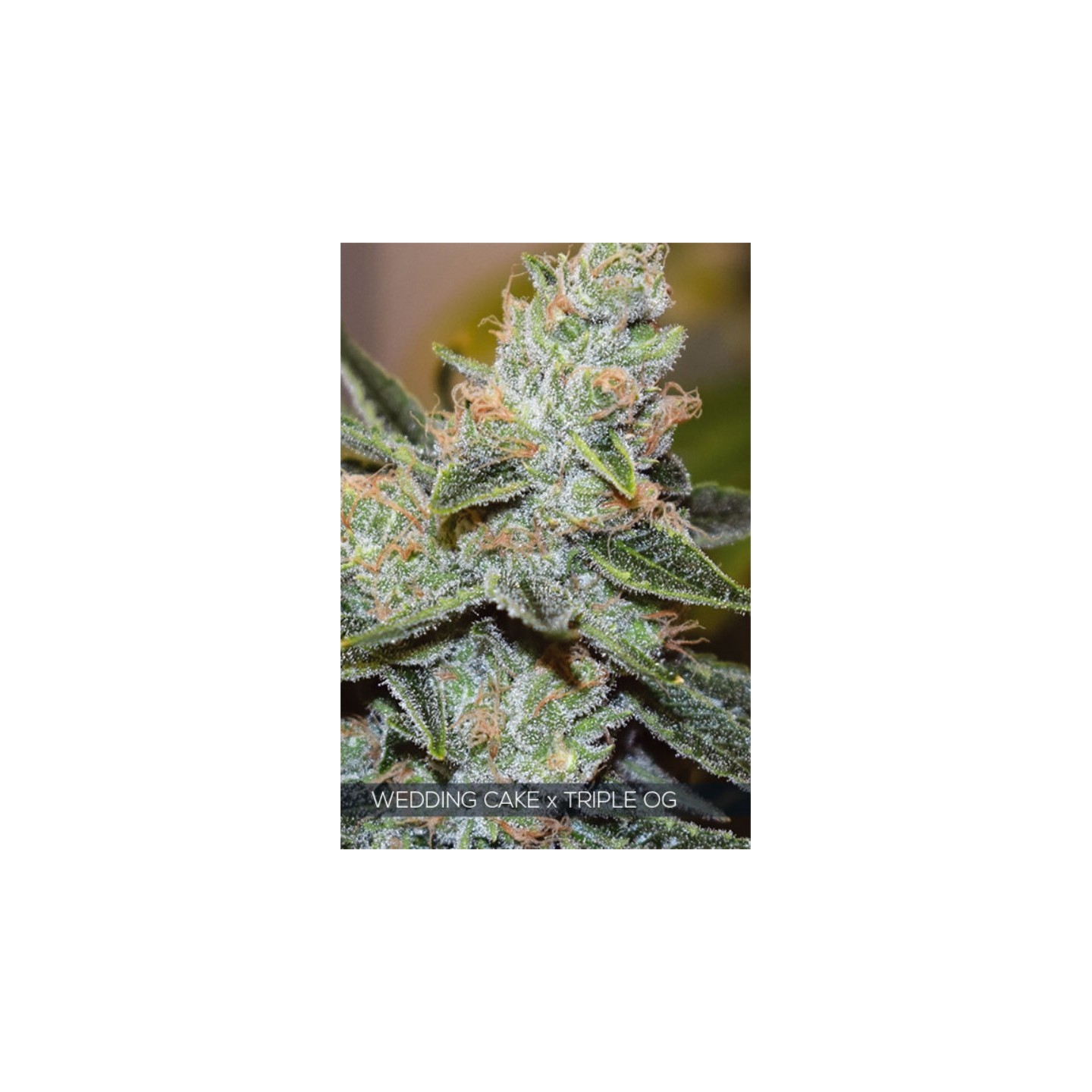 Wedding Cake X Triple Og de Vision Seeds