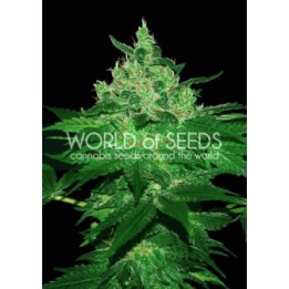 Afghan Kush (Wos) Regular de World Of Seeds