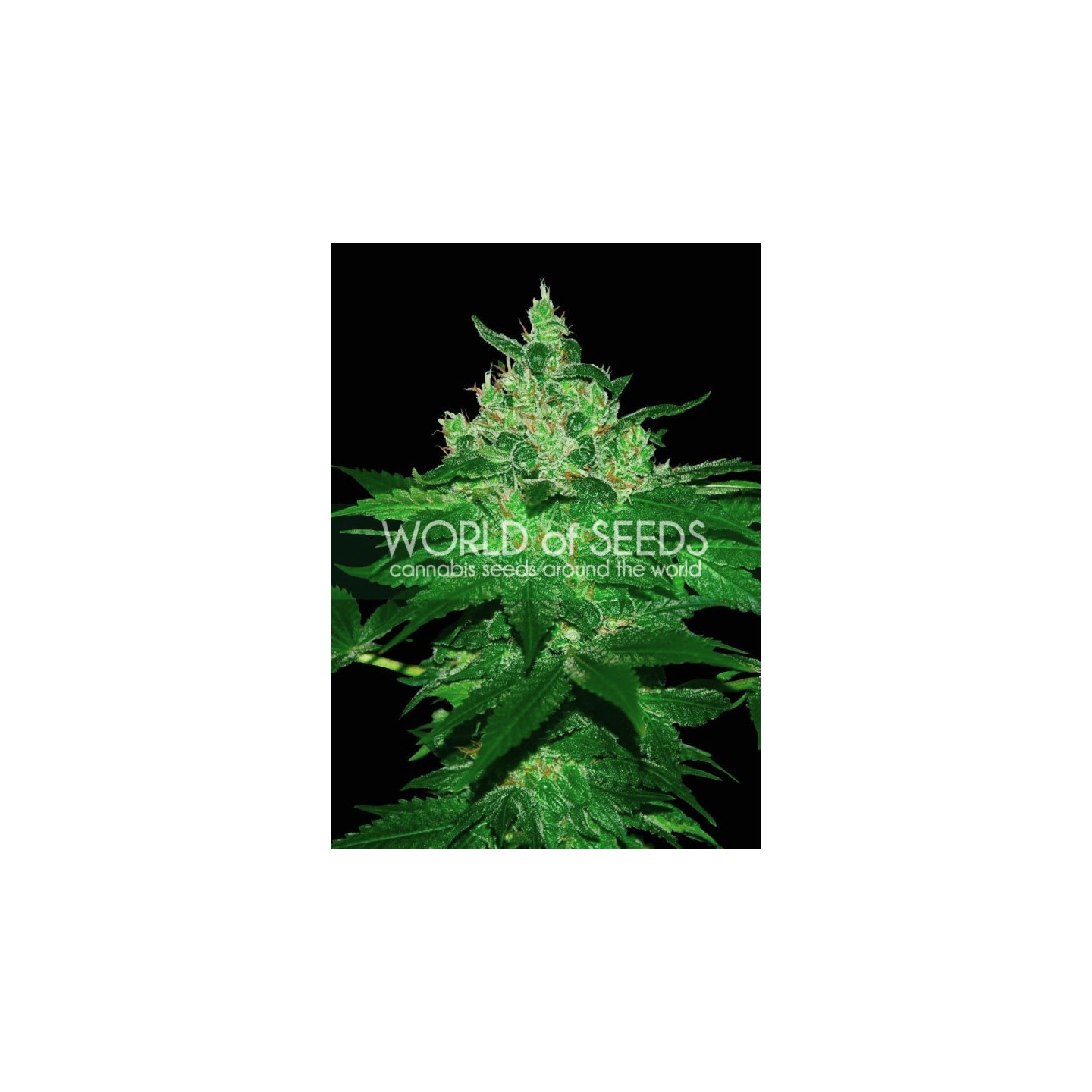 Afghan Kush (Wos) Regular de World Of Seeds