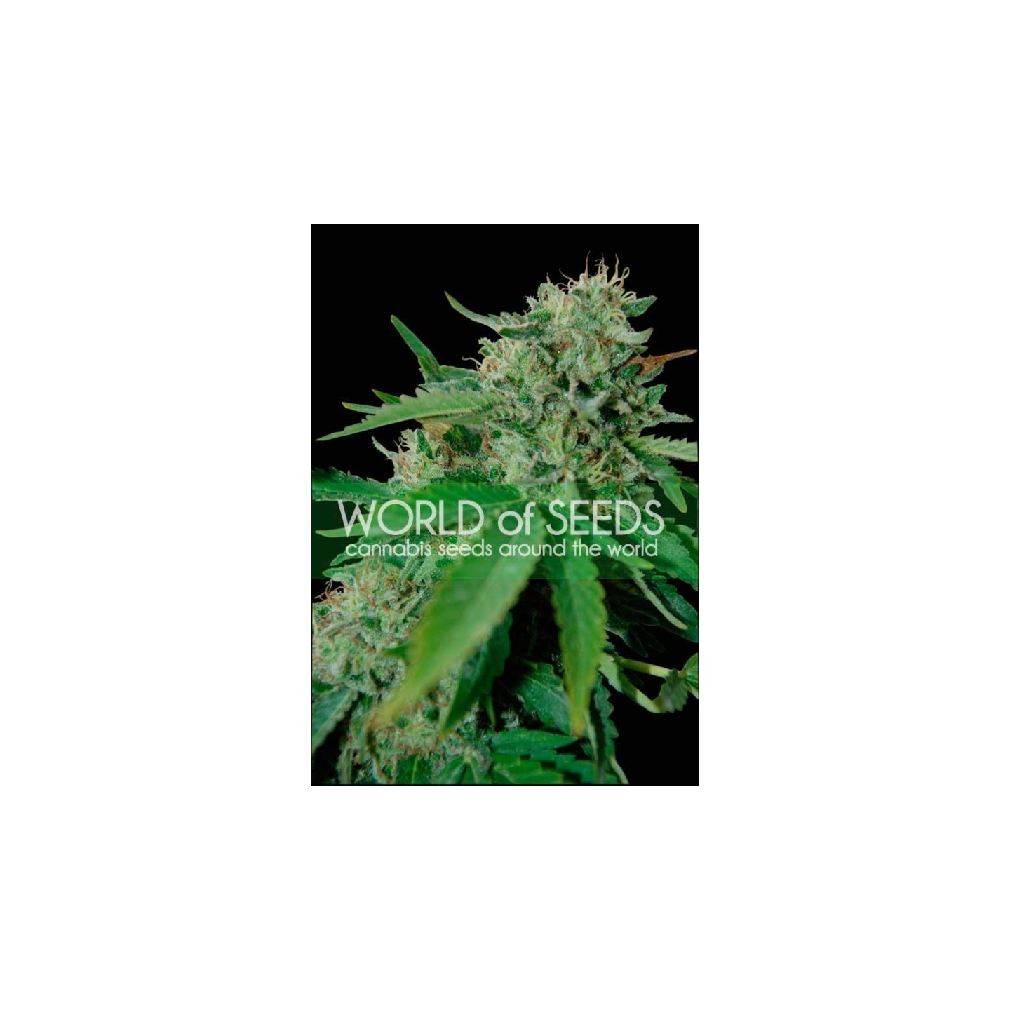 Brazil Amazonia (Wos) Regular de World Of Seeds