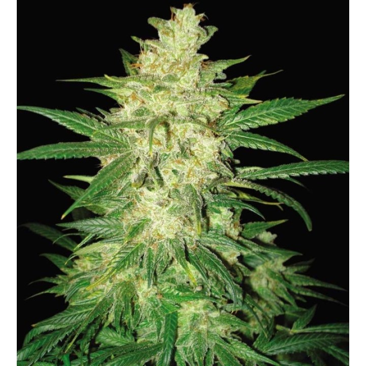 Colombian Gold Ryder Autofloreciente Feminizada de World Of