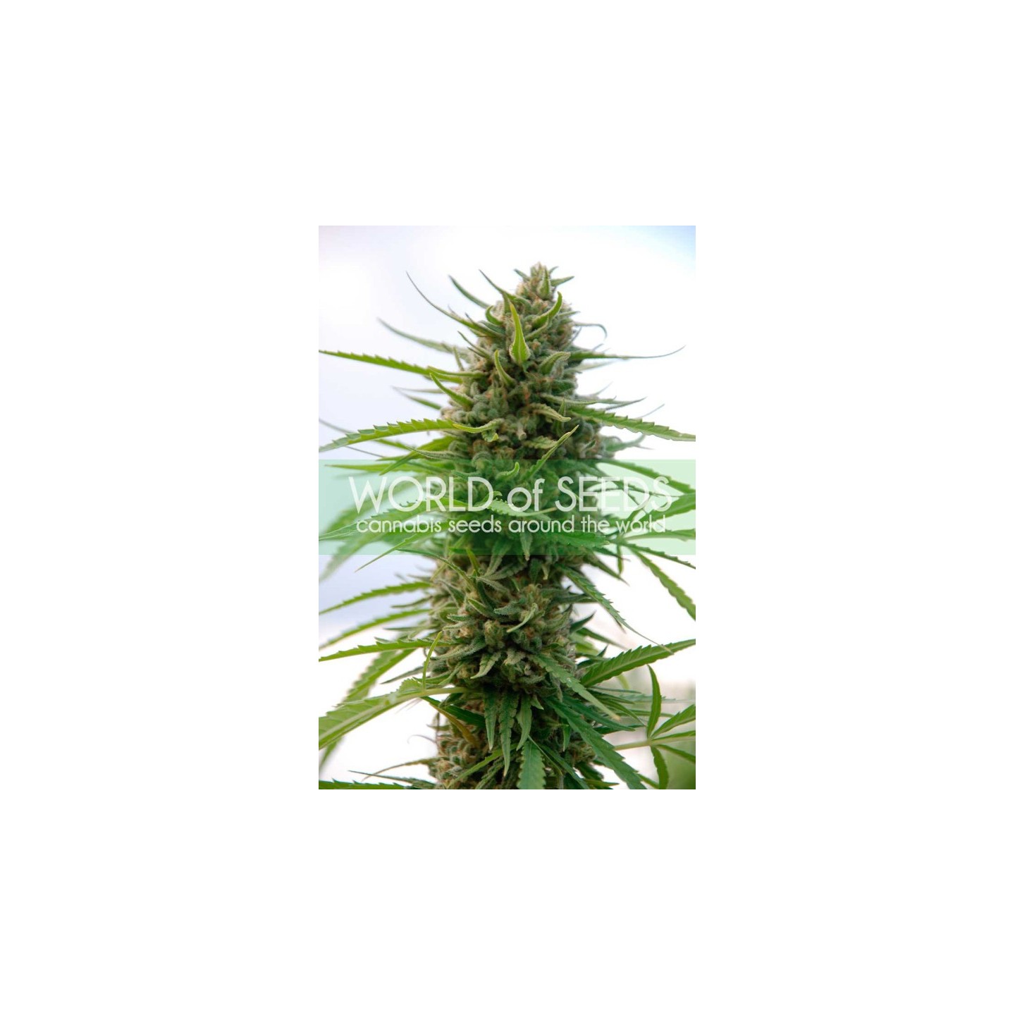Kilimanjaro (Wos) Regular de World Of Seeds