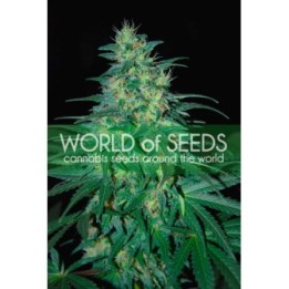 South African Kwazulu (Wos) Feminizada de World Of Seeds