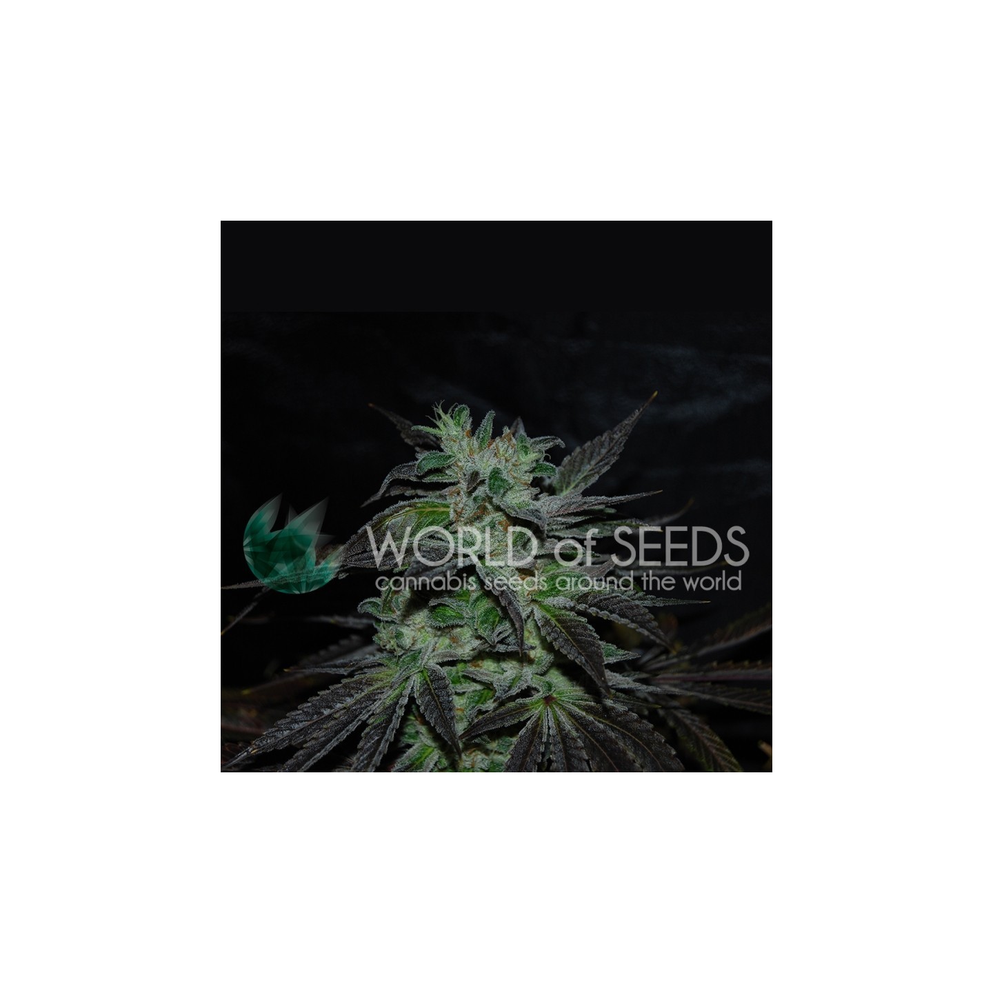Strawberry Blue (Early Harvest) Feminizada de World Of Seeds