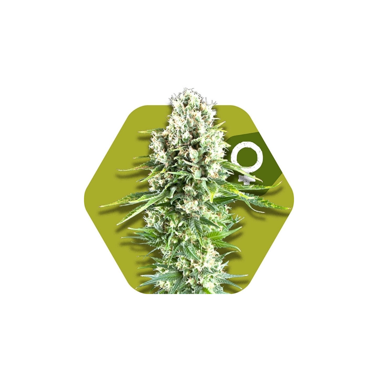 Northern Lights Xl Feminizada de Zambeza Seeds