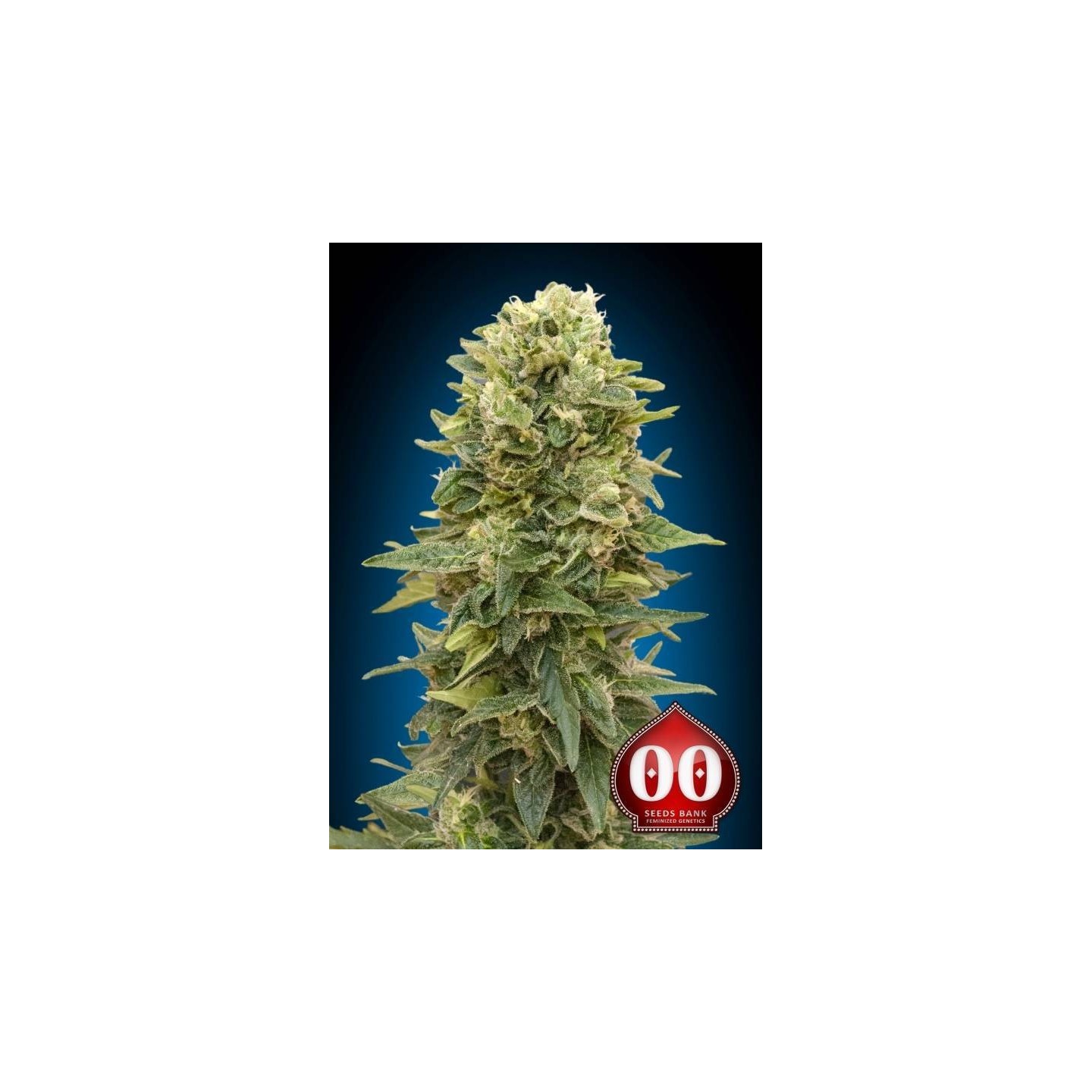 Afghan Mass Autofloreciente Feminizada de 00 Seeds
