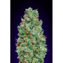 Blueberry Autofloreciente Feminizada de Bulk Seeds Bank