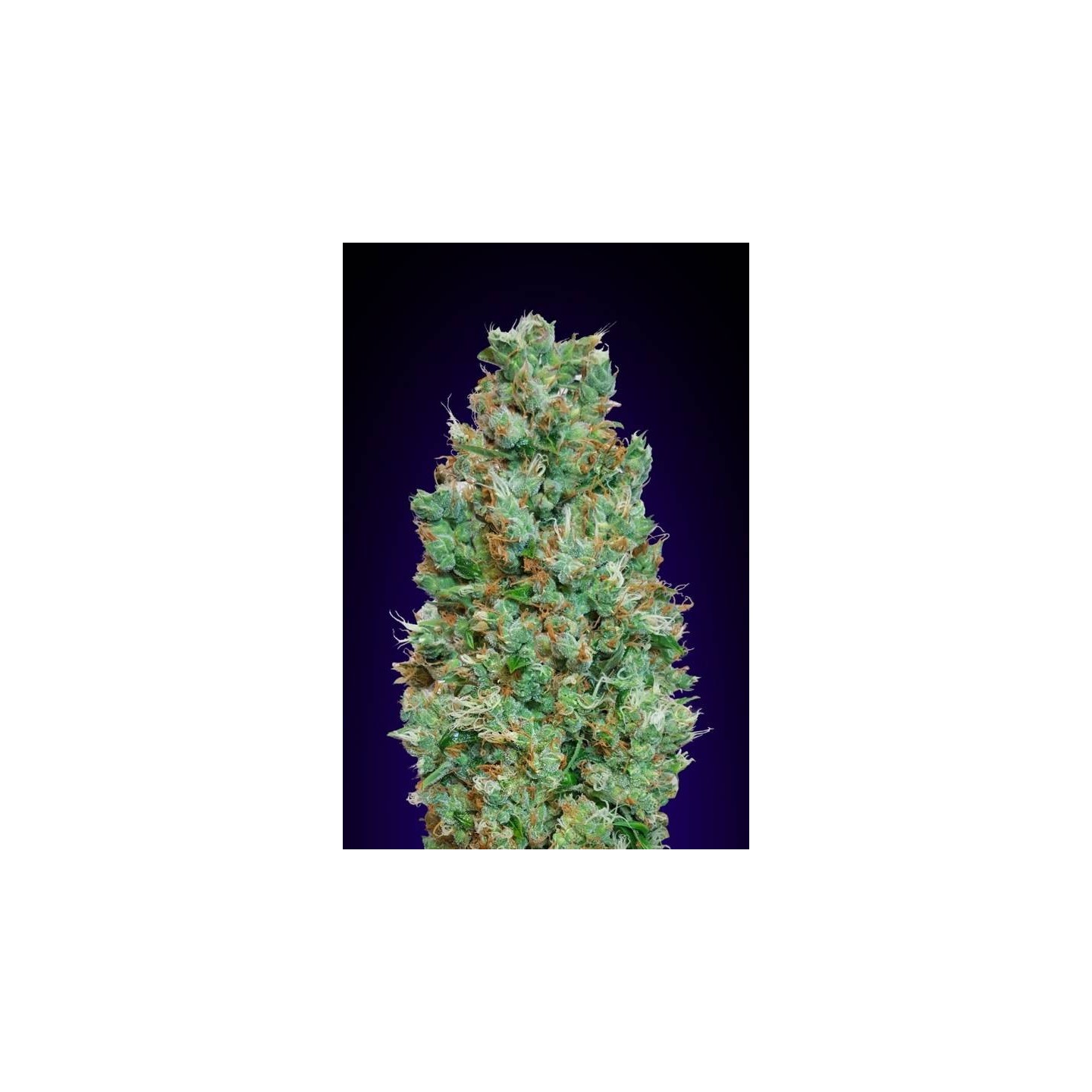 Blueberry Autofloreciente Feminizada de Bulk Seeds Bank