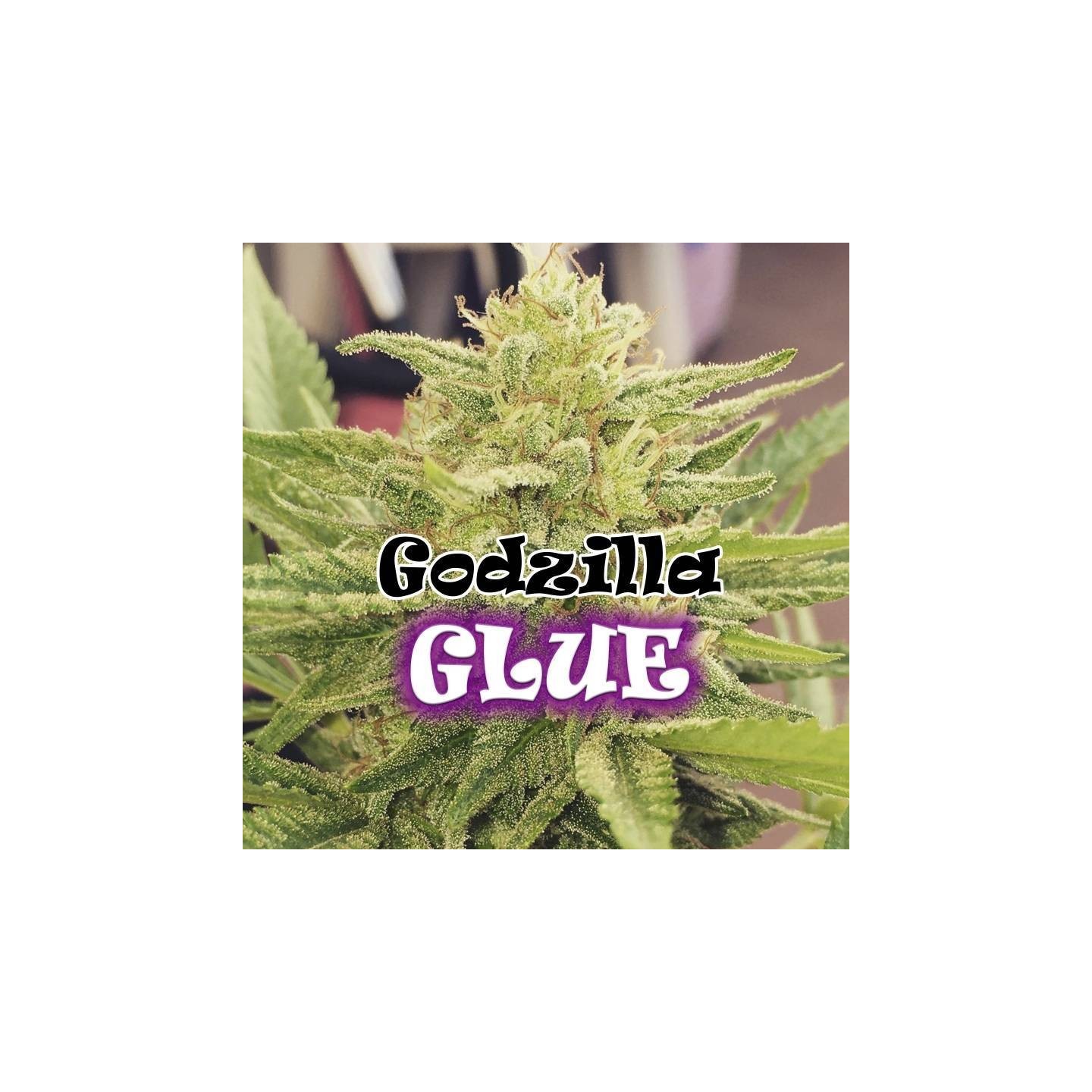 Godzilla Glue Feminizada de Dr Underground