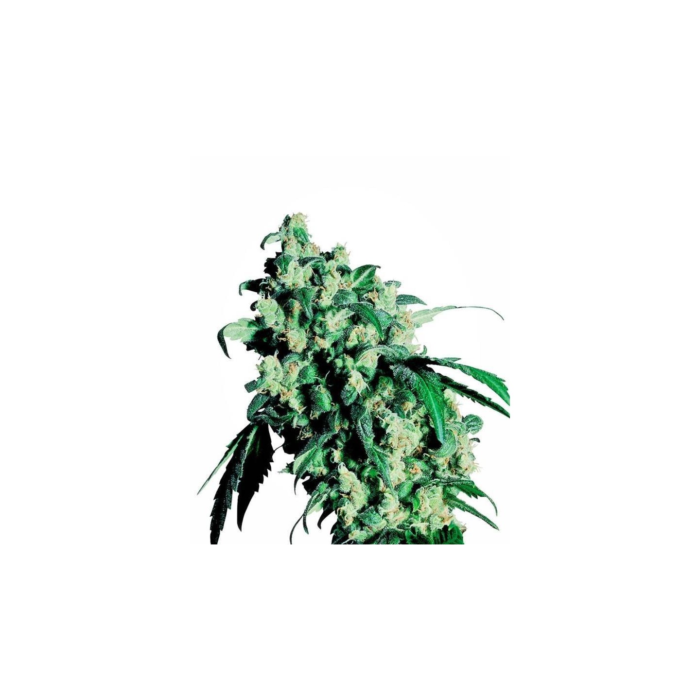 Super Skunk Feminizada Sensi Seeds de Sensi Seeds