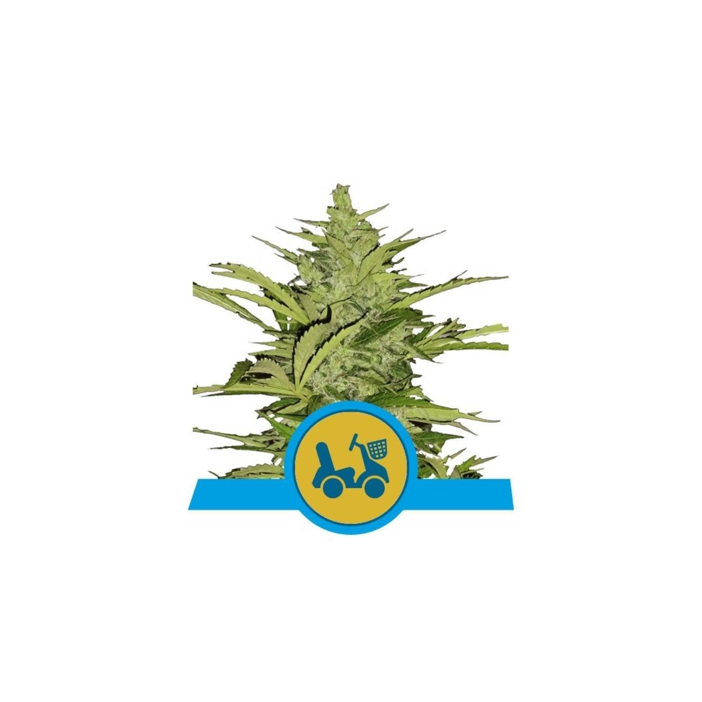 Fast Eddy Automatic CBD Feminizada de Royal Queen