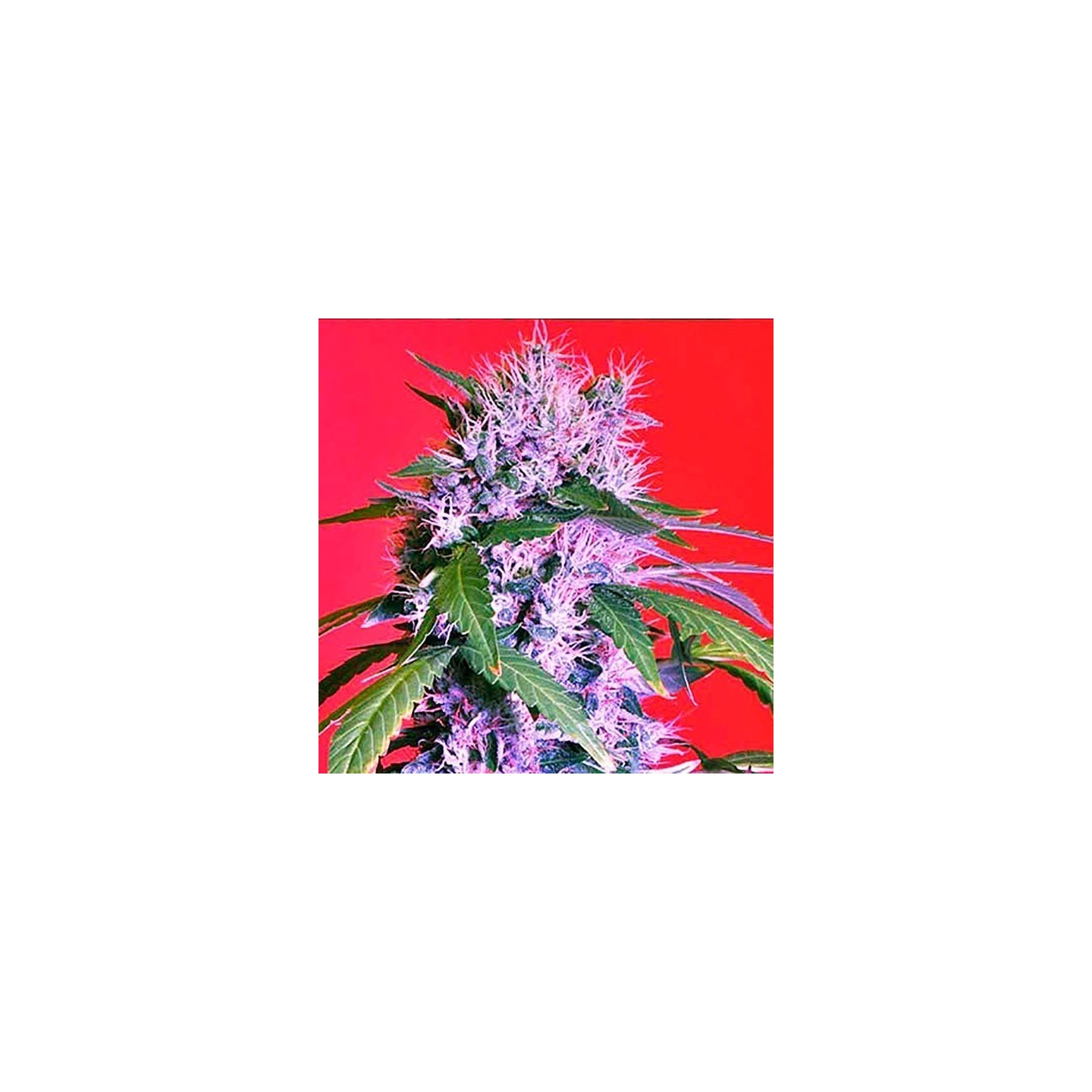 Berry Bomb Regular de Bomb Seeds