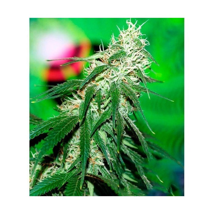 Buzz Bomb Regular de Bomb Seeds