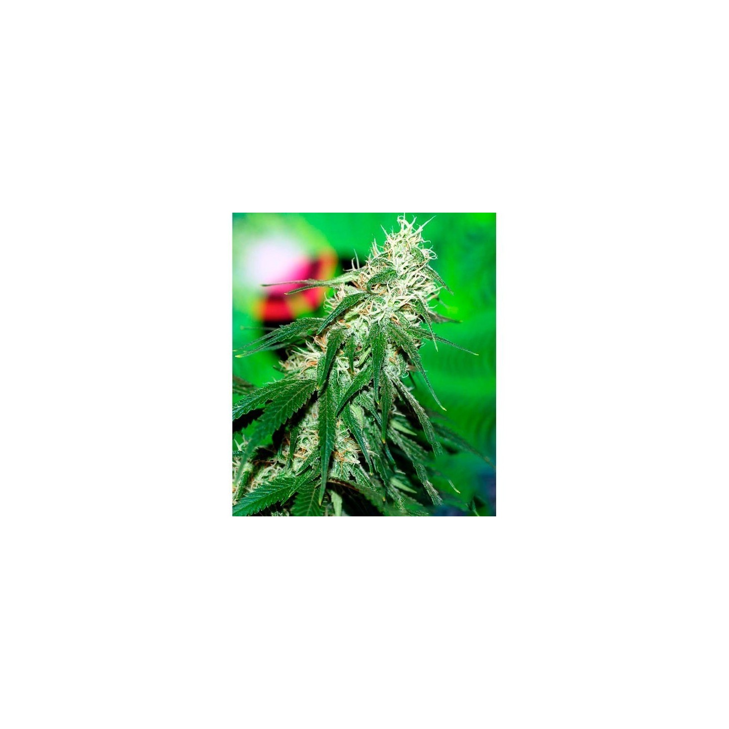 Buzz Bomb Regular de Bomb Seeds