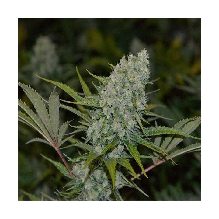 AC Diesel Regular de Homegrown Fantaseeds