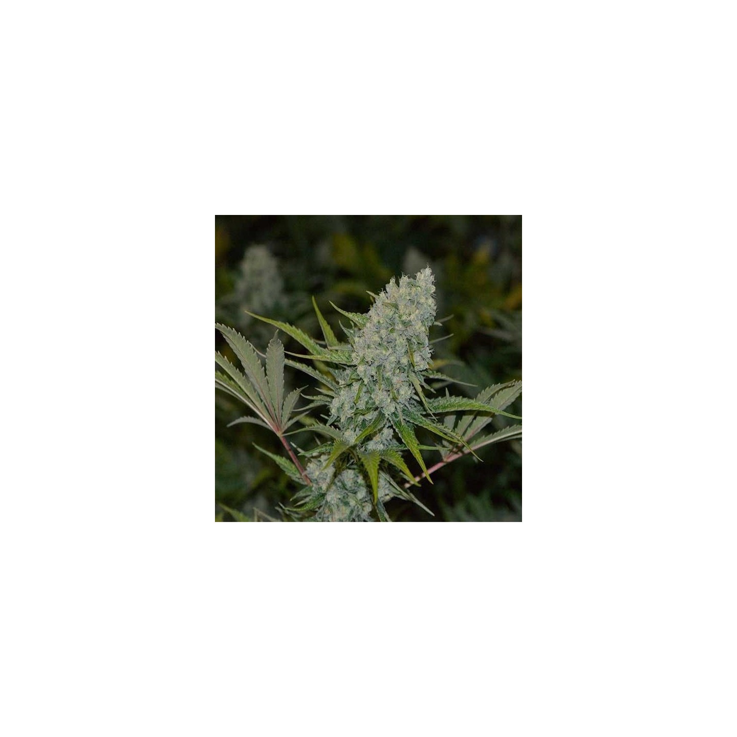 AC Diesel Regular de Homegrown Fantaseeds