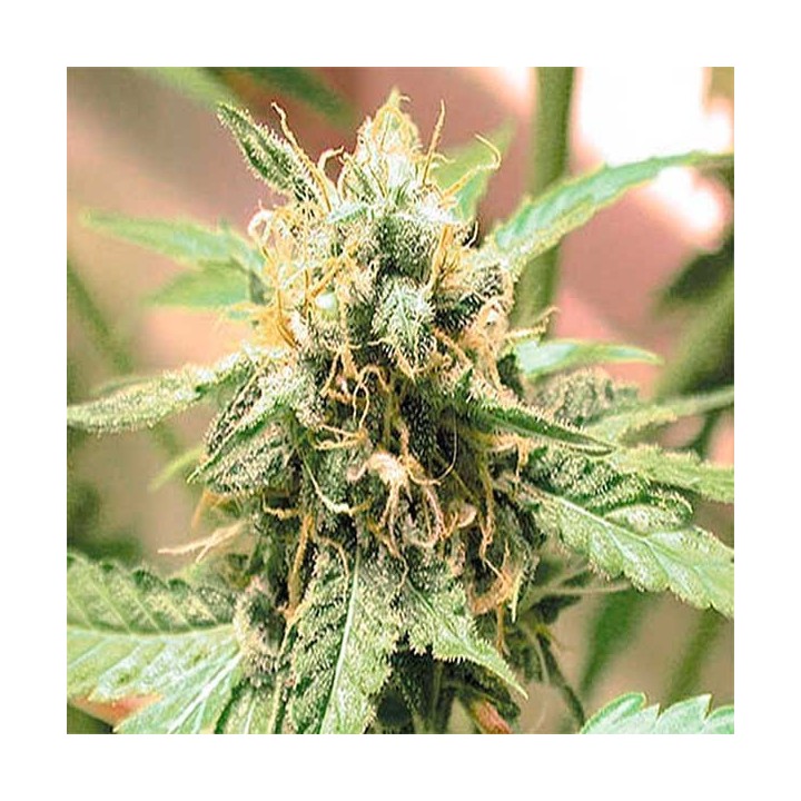 Afghani Regular de Homegrown Fantaseeds